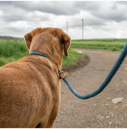 Koppel - R&amp;T Slip Lead/Retrieverkoppel Sandringham Blue